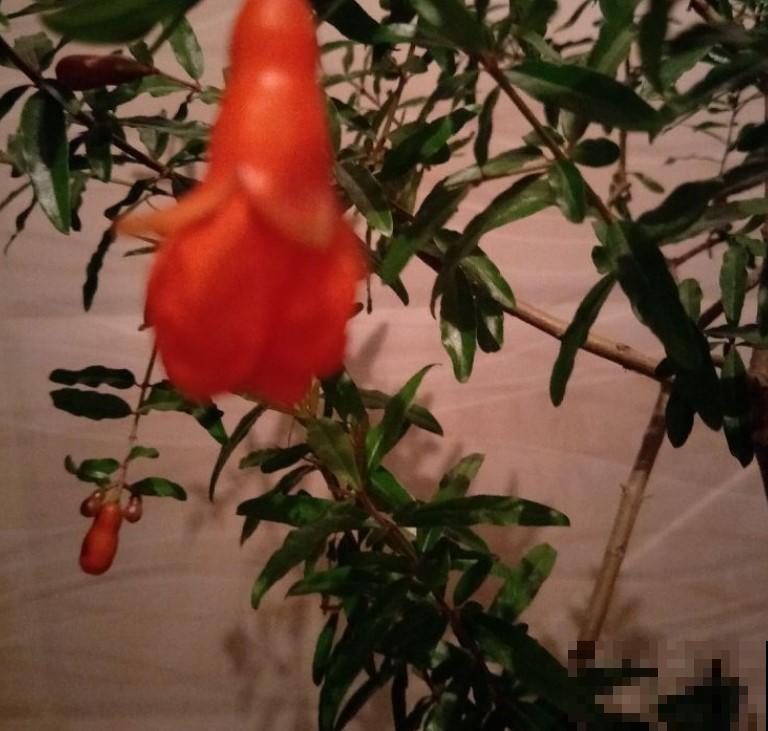 移栽石榴树苗，在家养一盆，今年的石榴就不愁吃了！