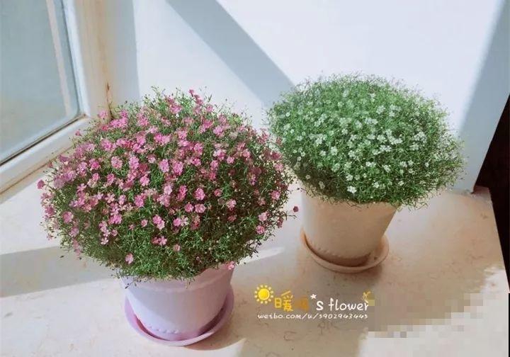 这10种花，看一眼就爱上，逛花市怎么能不买一盆！