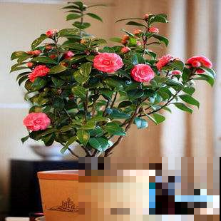 家里种这几种花的太幸运，养护得当能当传家宝，寓意吉祥代代传！