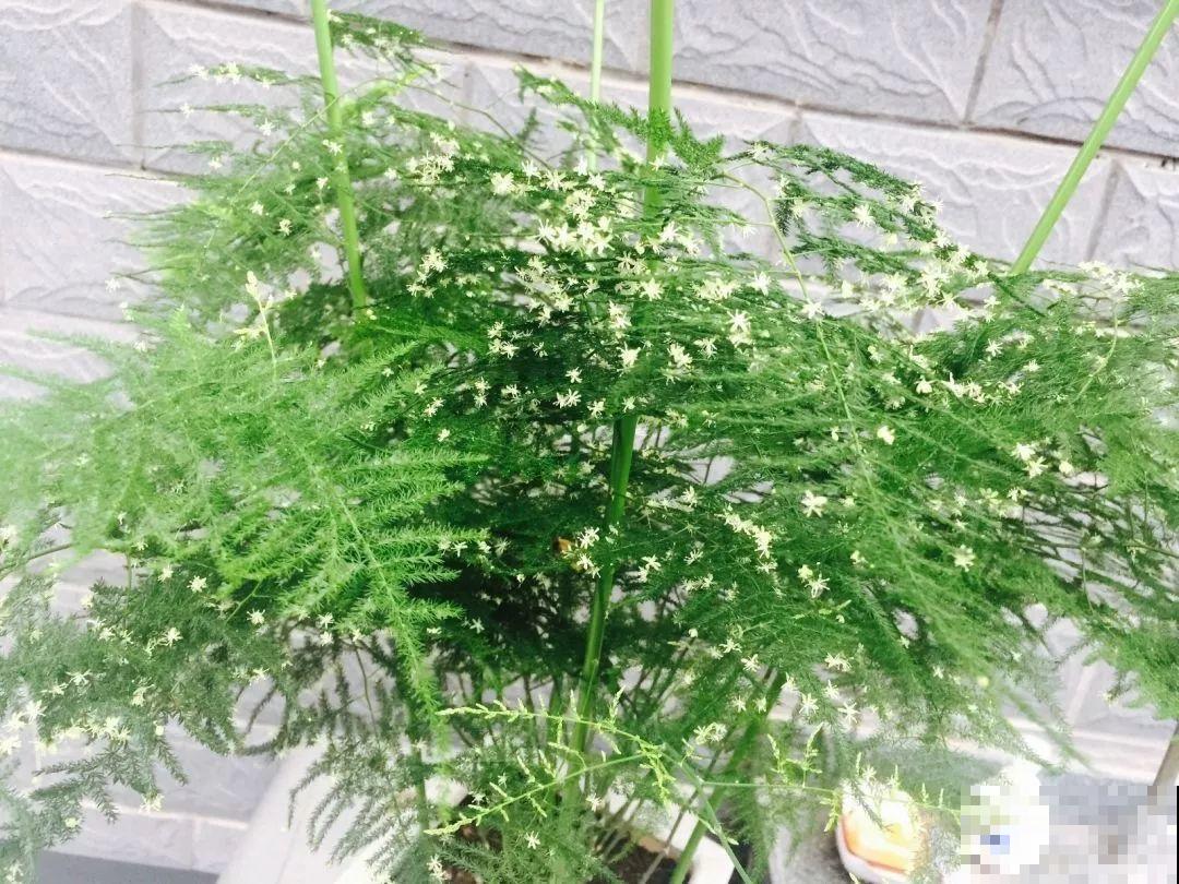 秋天撒把种子，5天出芽2个月开花，呼呼爬成一面墙！