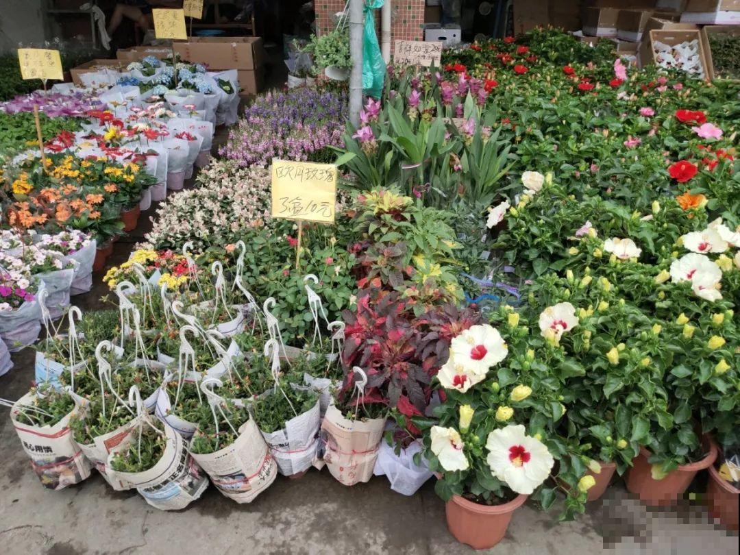 9月份逛花市，这花最好看、最好养，放心抱回家！