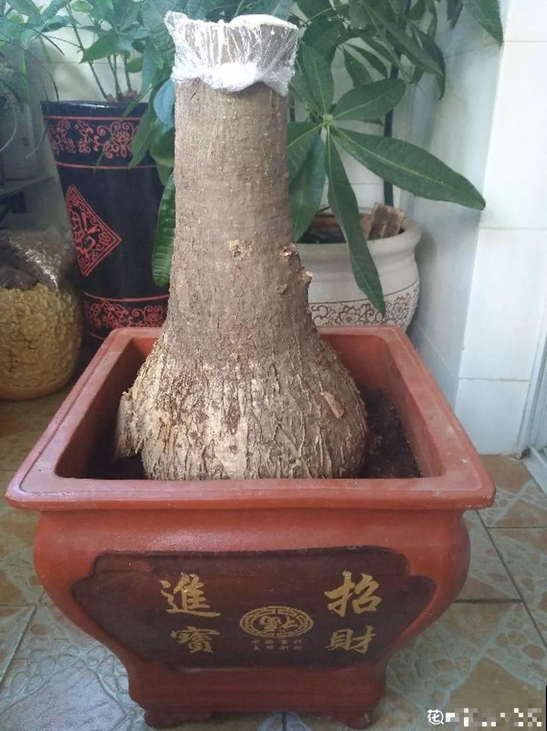 扔路边没人要的花，搬回家剃个头，俩月养成摇钱树！