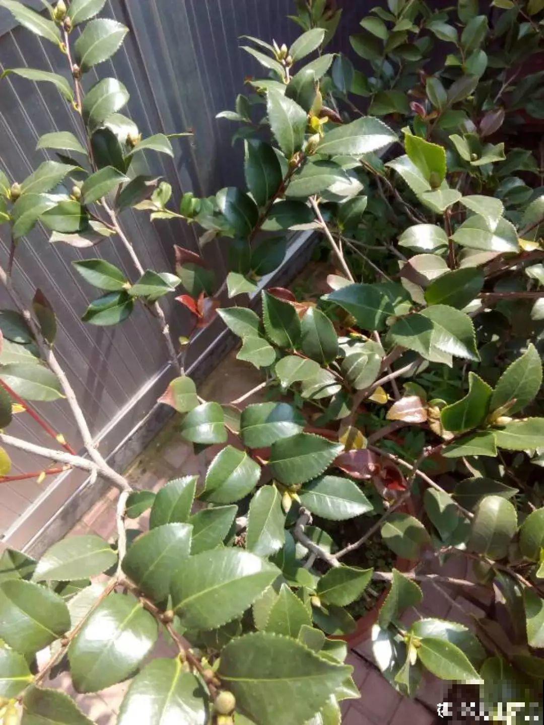君子兰光长叶不开花？趁着秋天换换土，营养够了才能窜花枝！