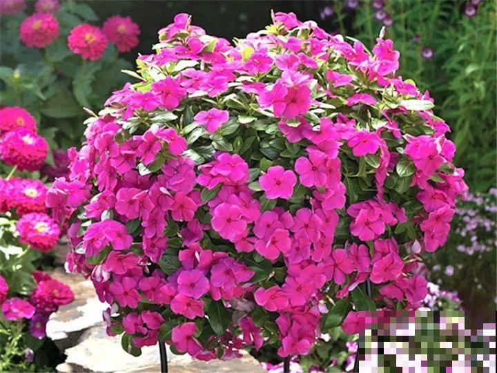 急性子养这6种花，长得快、爆花多，1盆能开大半年！