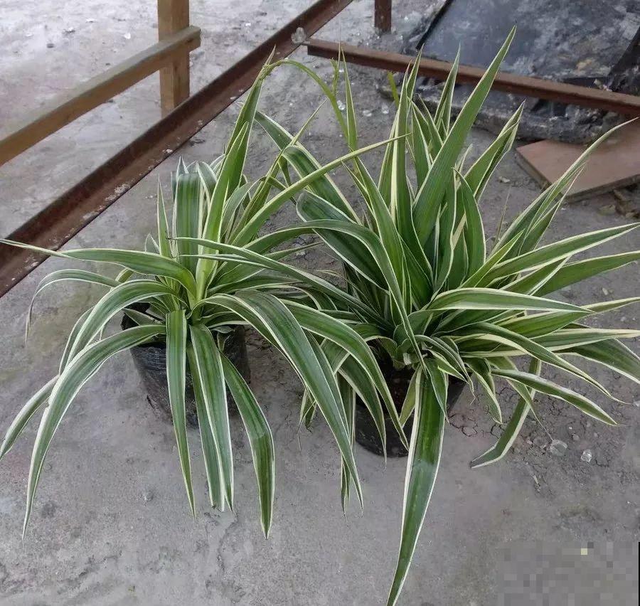 阳台养“银项链”，两周就能发芽，比观花的植物还美！