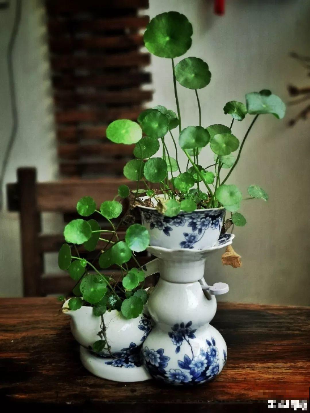 周末回农村，捡几个老物件养花，竟然特别上档次！