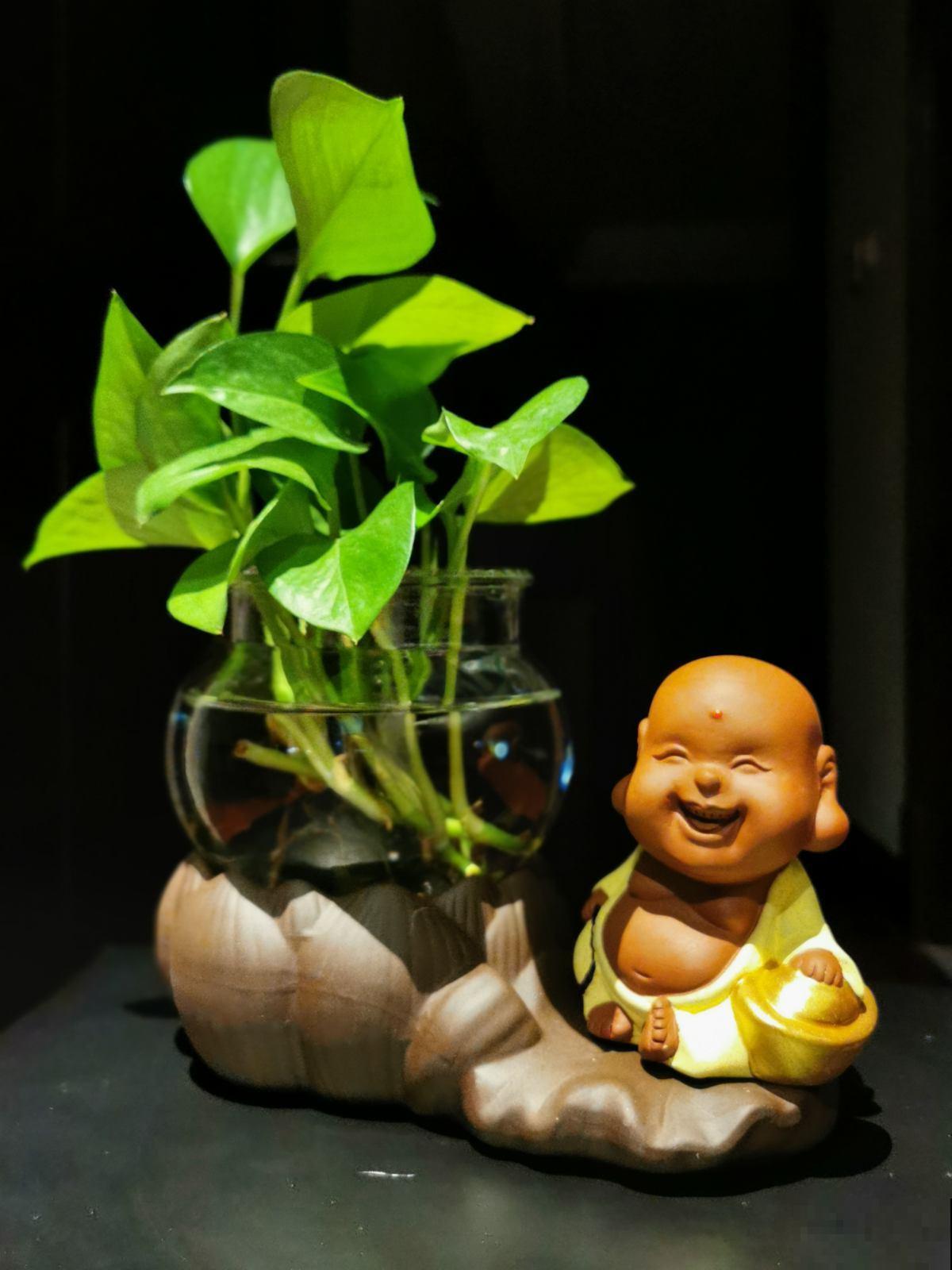 绿萝怎么也会滴水？原来都是这原因闹的，恍然大悟！
