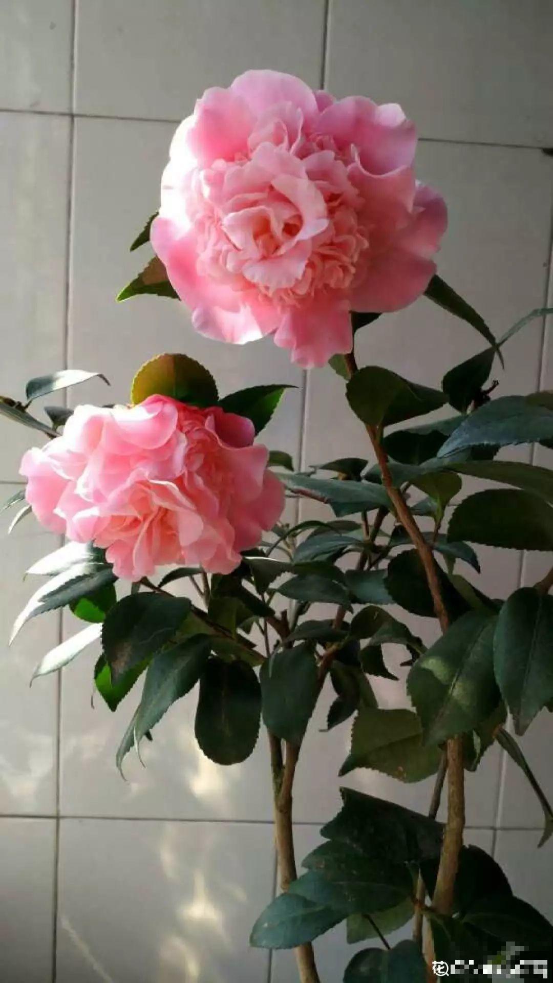1间房2盆花，一年四季有花看，满屋都飘香！