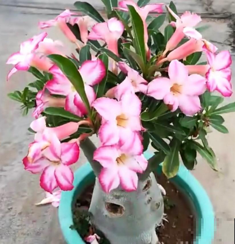 这花肚子大，在非洲都是不被待见的，在我们这开花了就是个宝！