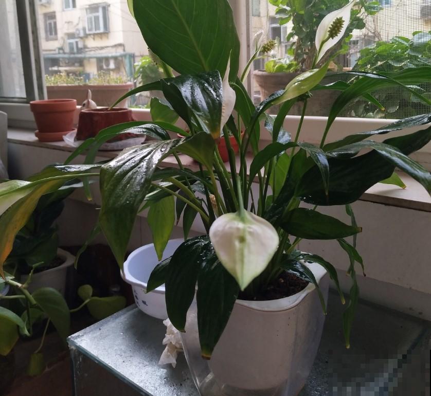 4种秋天最耐阴的花，就适合养在室内，不养就亏大了！