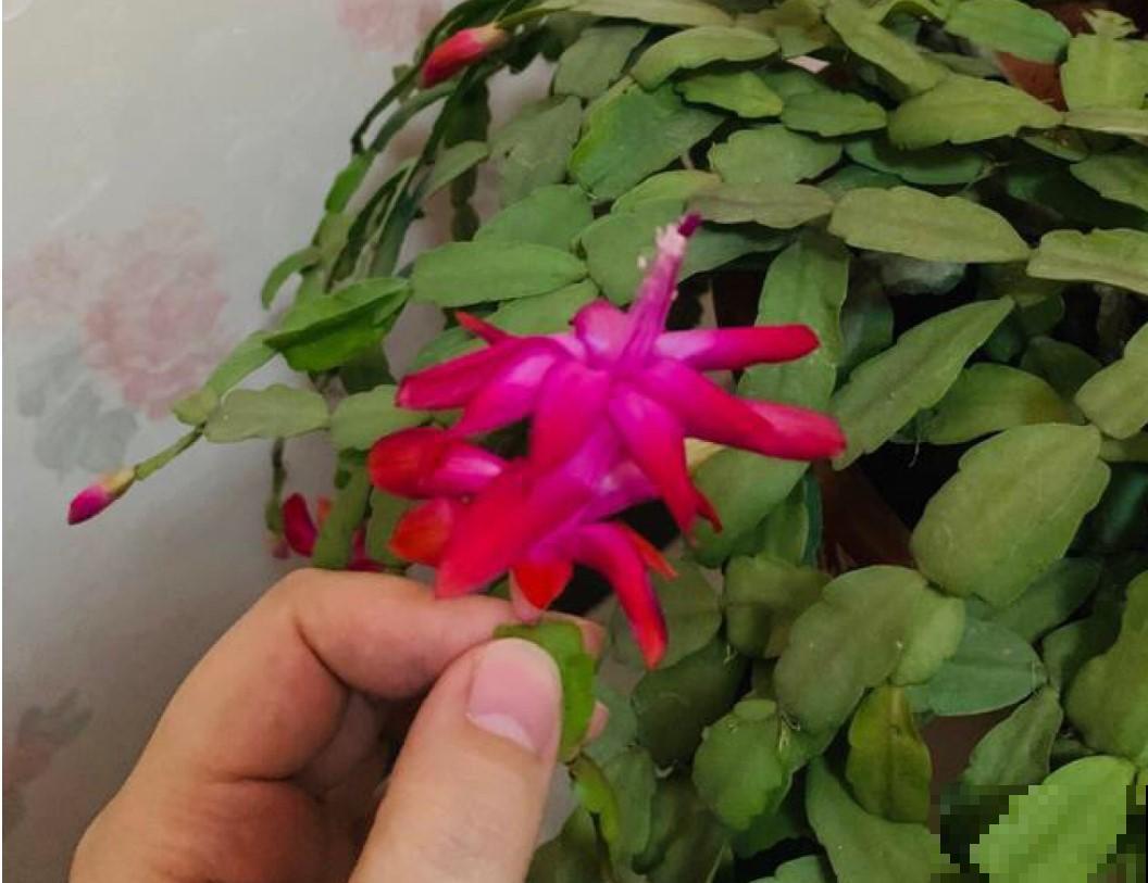 蟹爪兰蔫了还烂根，这么养猛窜芽，每片叶都开花！