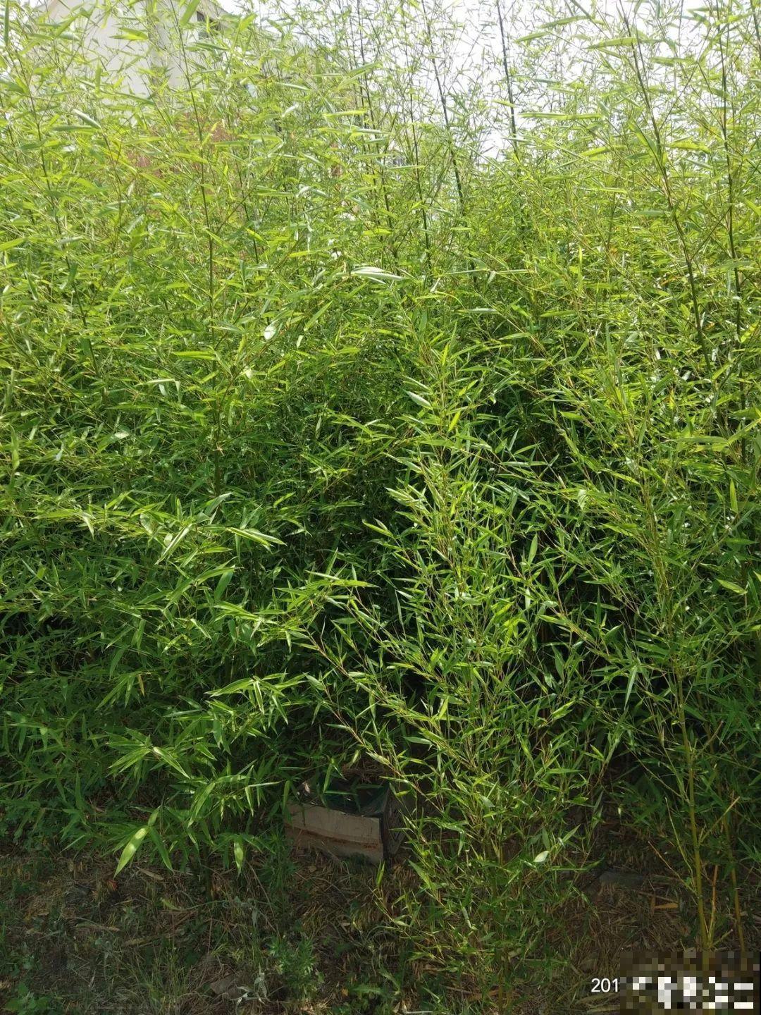 家里种棵守家树，夏天乘凉秋天结果，越养越有福气！