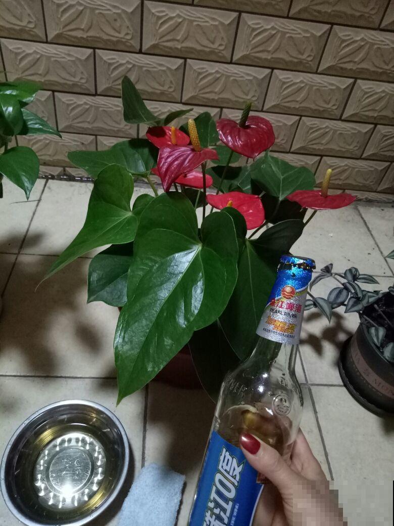 用这种方法浇花，花疯长，眼馋坏了！