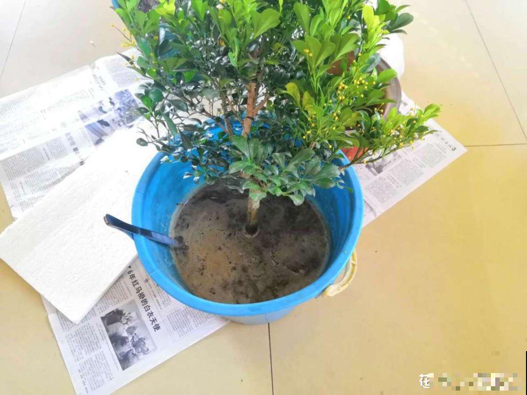 这花根比萝卜粗，别随便剪，小心3天死翘翘！