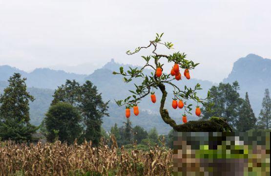 等我们老了,就找个院子,清晨养花傍晚喝茶! 等我们老了,就找个院子,清晨养花傍晚喝茶!