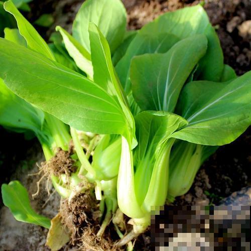 秋天立马种油菜，抗冻还长得快，今年又省一大笔买菜钱啦！