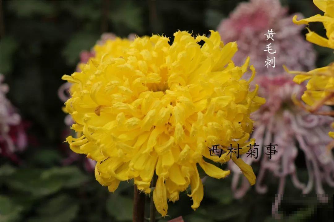 秋天啥花都可以不养，唯独这1种，100盆都不嫌多！