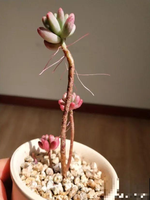 花上长出这种根，别着急剪，有了它花越长越旺盛！