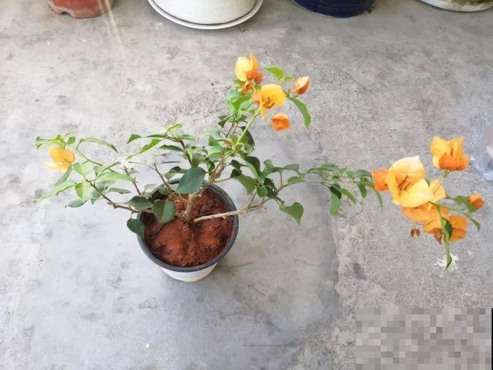 这花就得贱养，摘光叶子，少浇水，开花才会多！