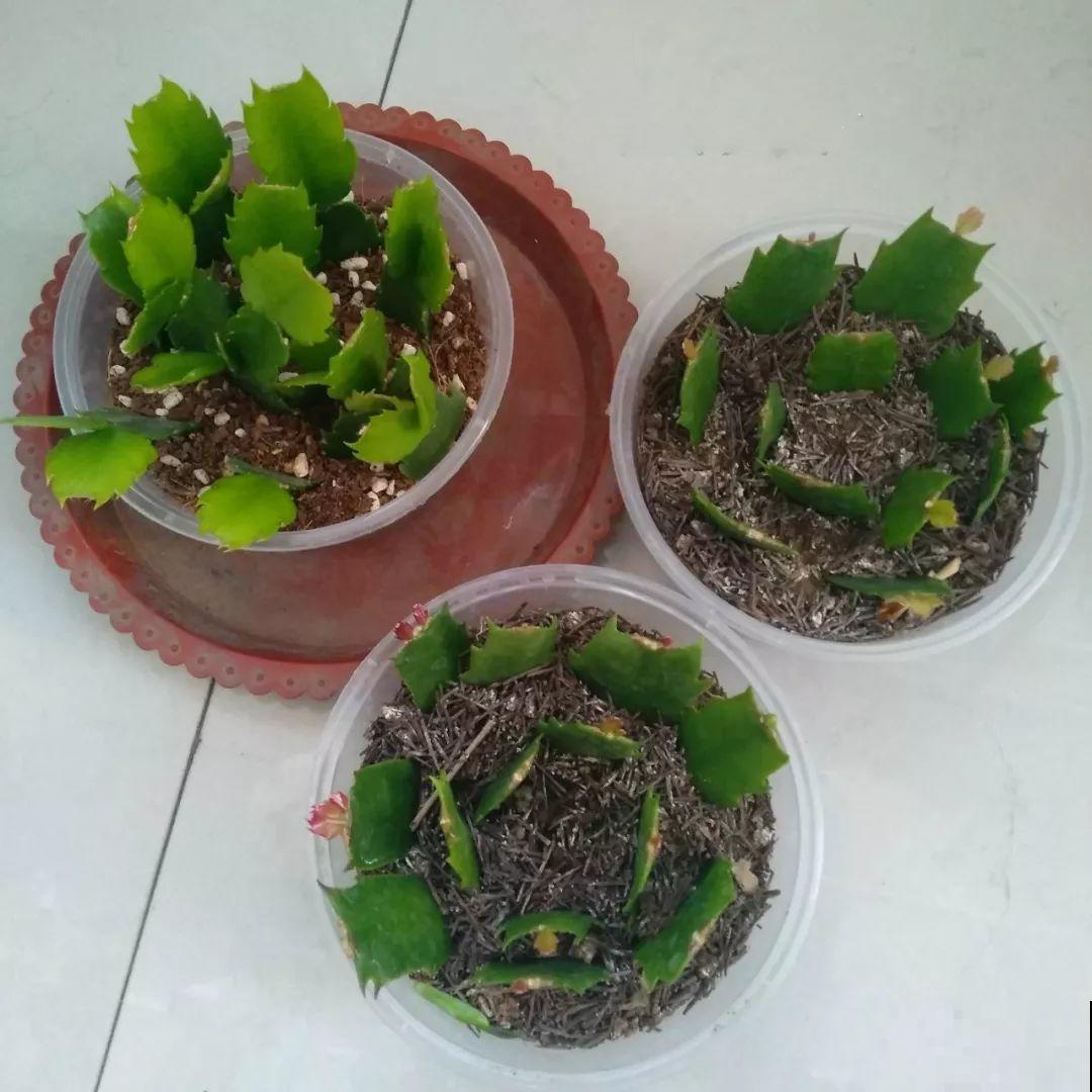 客厅养盆蟹爪兰，开花直冲房顶，谁看了都眼红！
