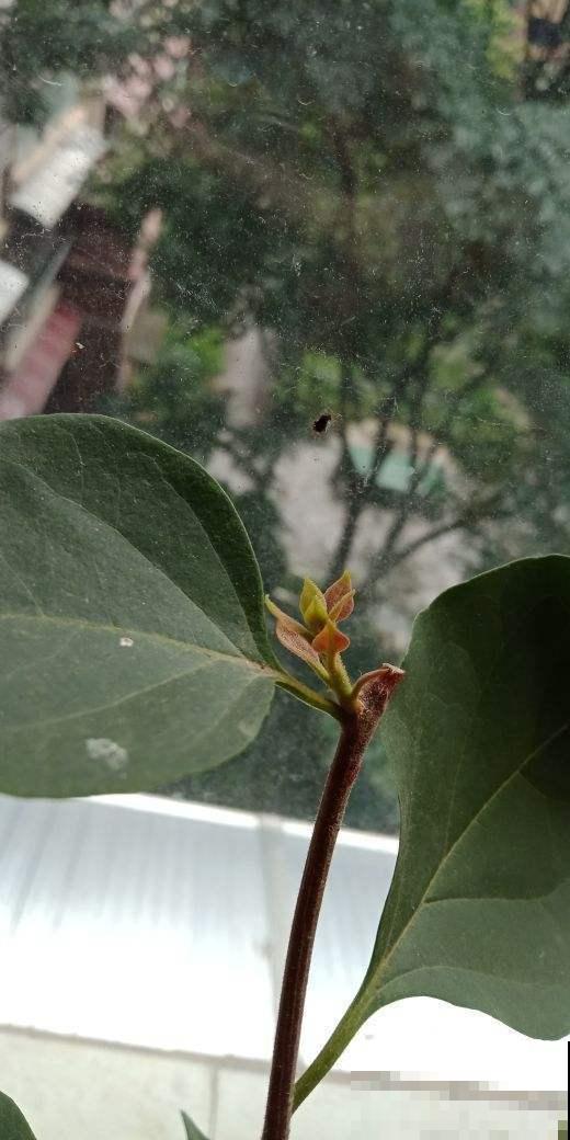 新手养花最担心什么？记得选择枝条长的花，不用担心被花店老板骗