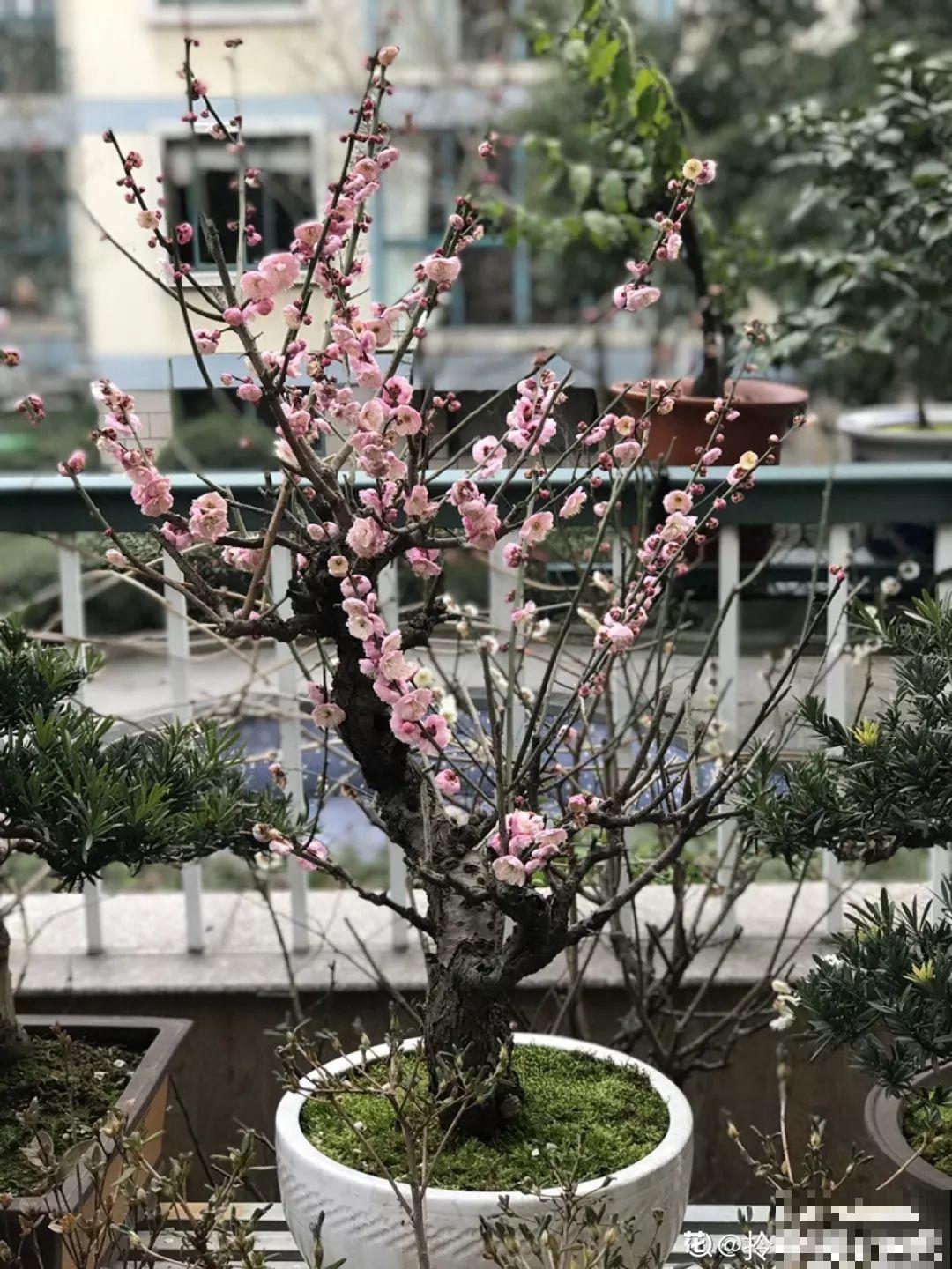 都说这花不吉利，我却种了一大片，越养越上瘾！