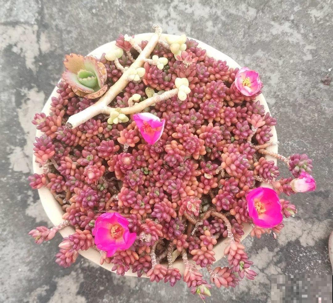 这多肉比太阳花还好养，长满整个屋顶，下大雪也冻不死！