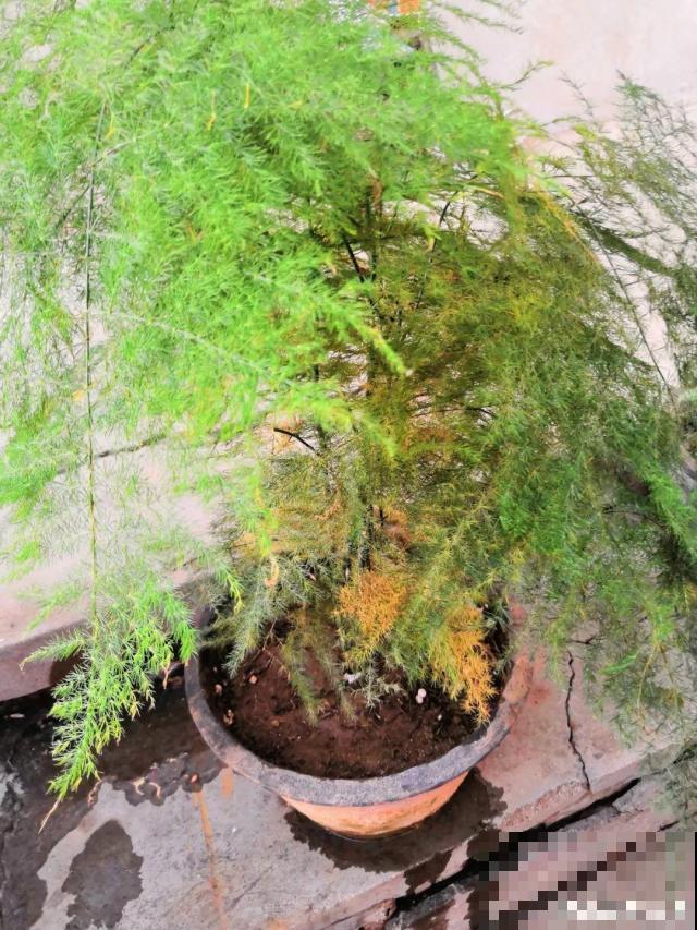 4种花现在赶紧剪，剃光头撸光叶，越狠越爆盆！