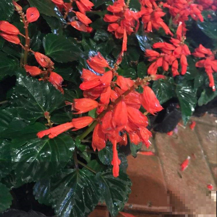 绿化带的一串红开败了，赶紧顺点种子回家，盆里一撒开出一片红火