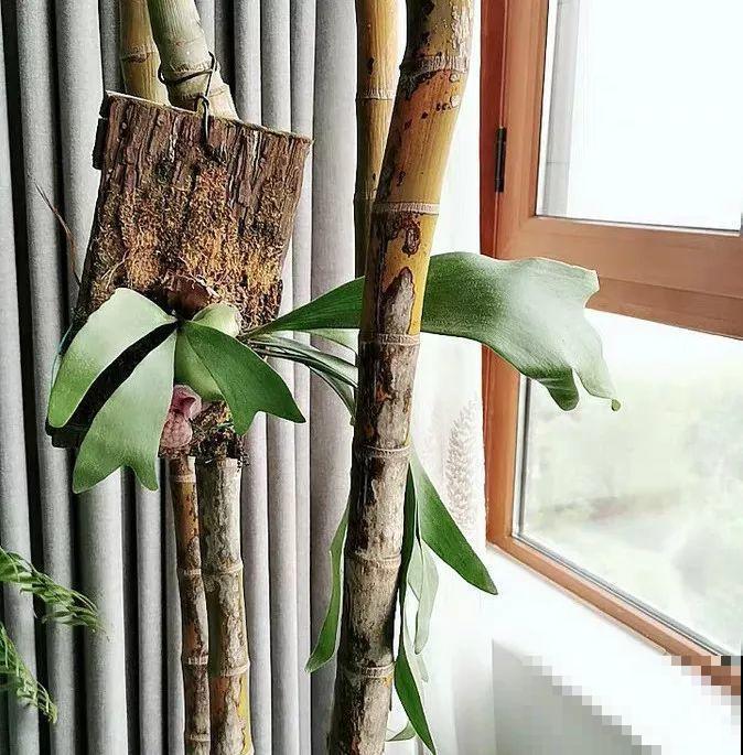 卫生间里养盆它，耐阴好养活，杀菌还能去异味！