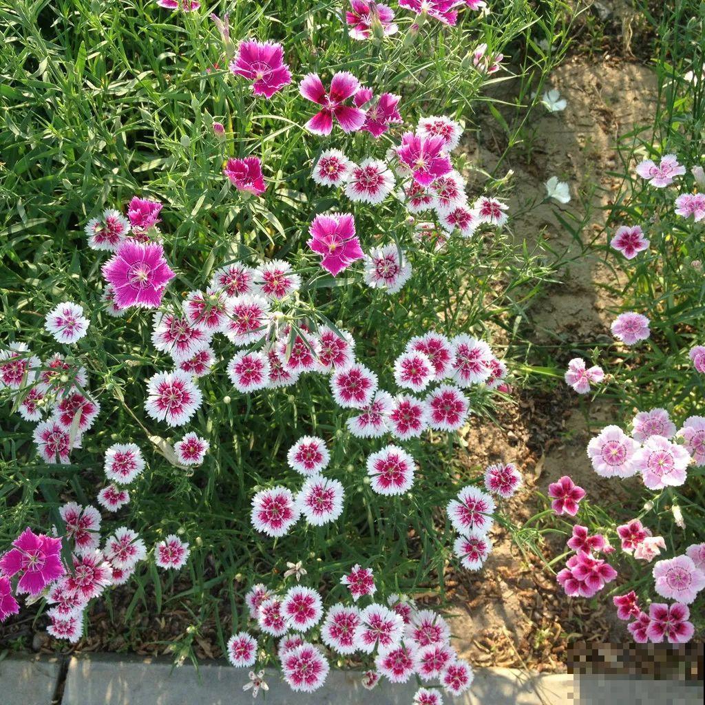 这10种花都是成片开，院子里栽一棵，春天开成小花园！