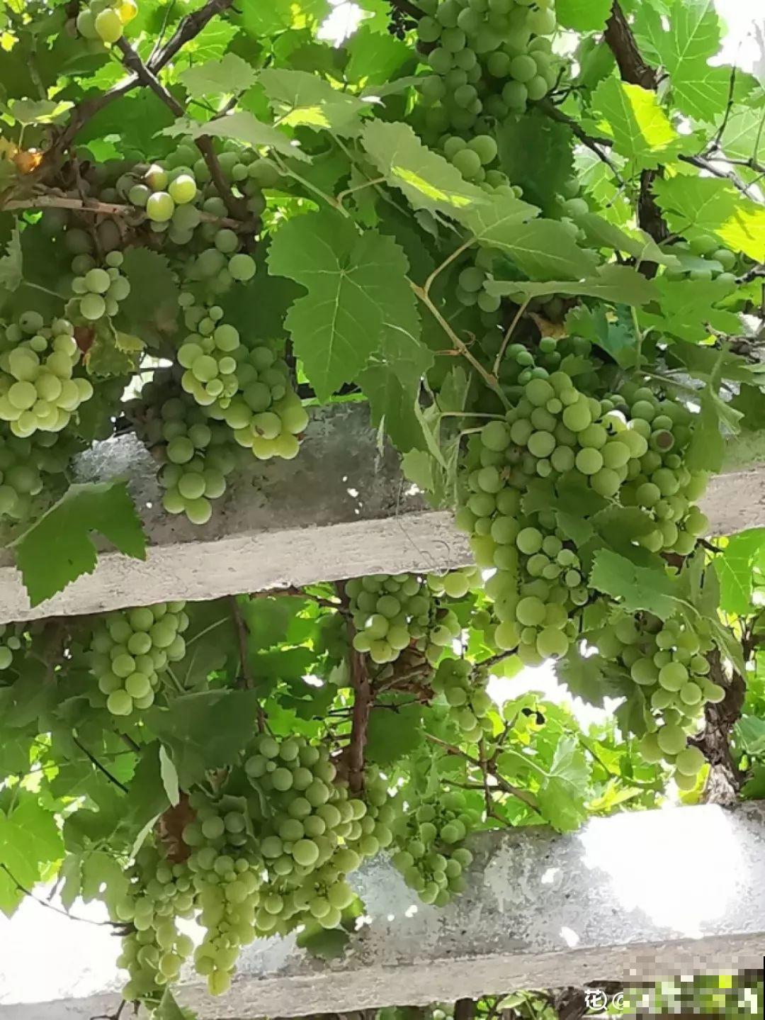 家里种棵守家树，夏天乘凉秋天结果，越养越有福气！