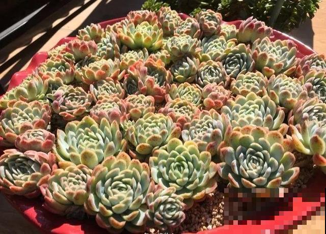 一排排的这种植物，整齐划一地放在阳台上，让人羡慕