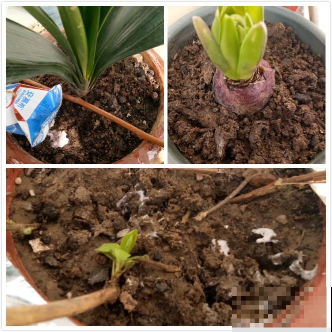 酸奶在家用处可真是大，装饰一下，酸奶盒子竟然也能养花！