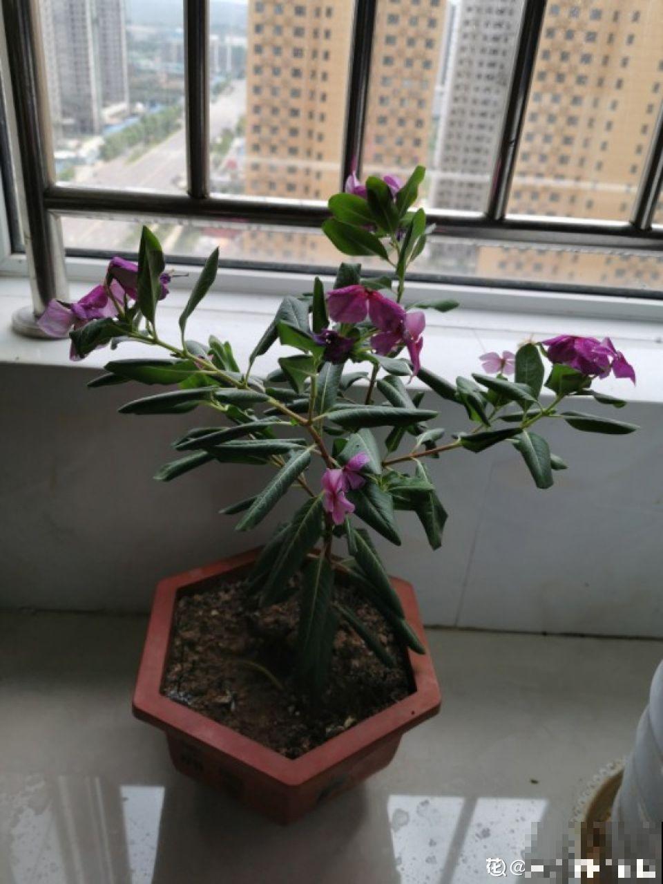 花蔫了别总浇水，这5点不知道，浇一盆死一盆！