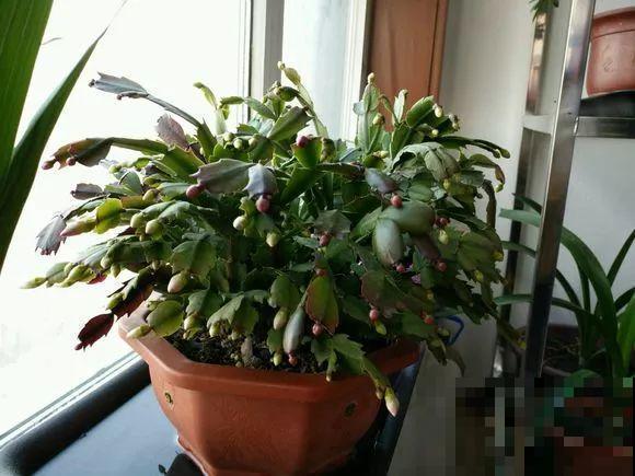 蟹爪兰叶子藏有小机关，打开它，花苞呼呼冒！