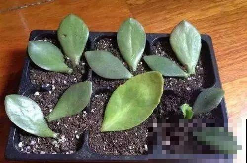 这6种寓意好的花，剪根枝就能活，摆在家里超养眼！