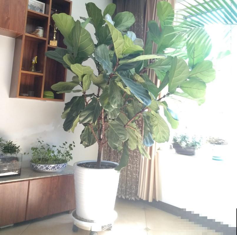 植物也是需要适应环境，注意几点，呼呼长叶子不在话下！