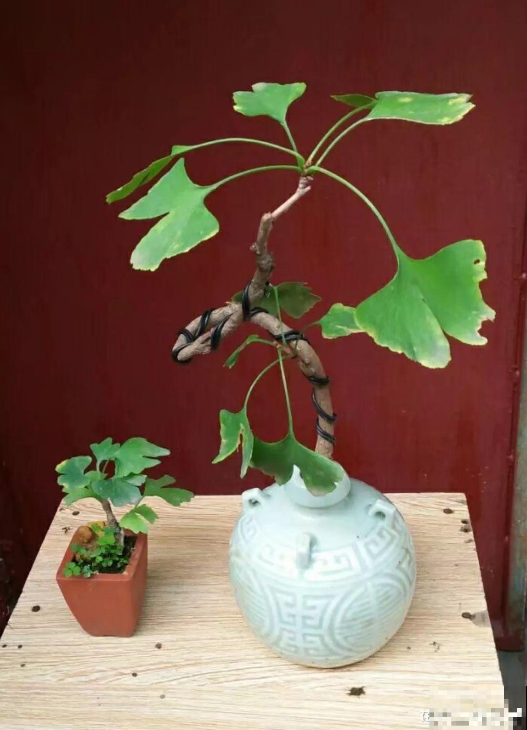 这6种盆景，春夏观花秋冬赏果，越养越值钱！