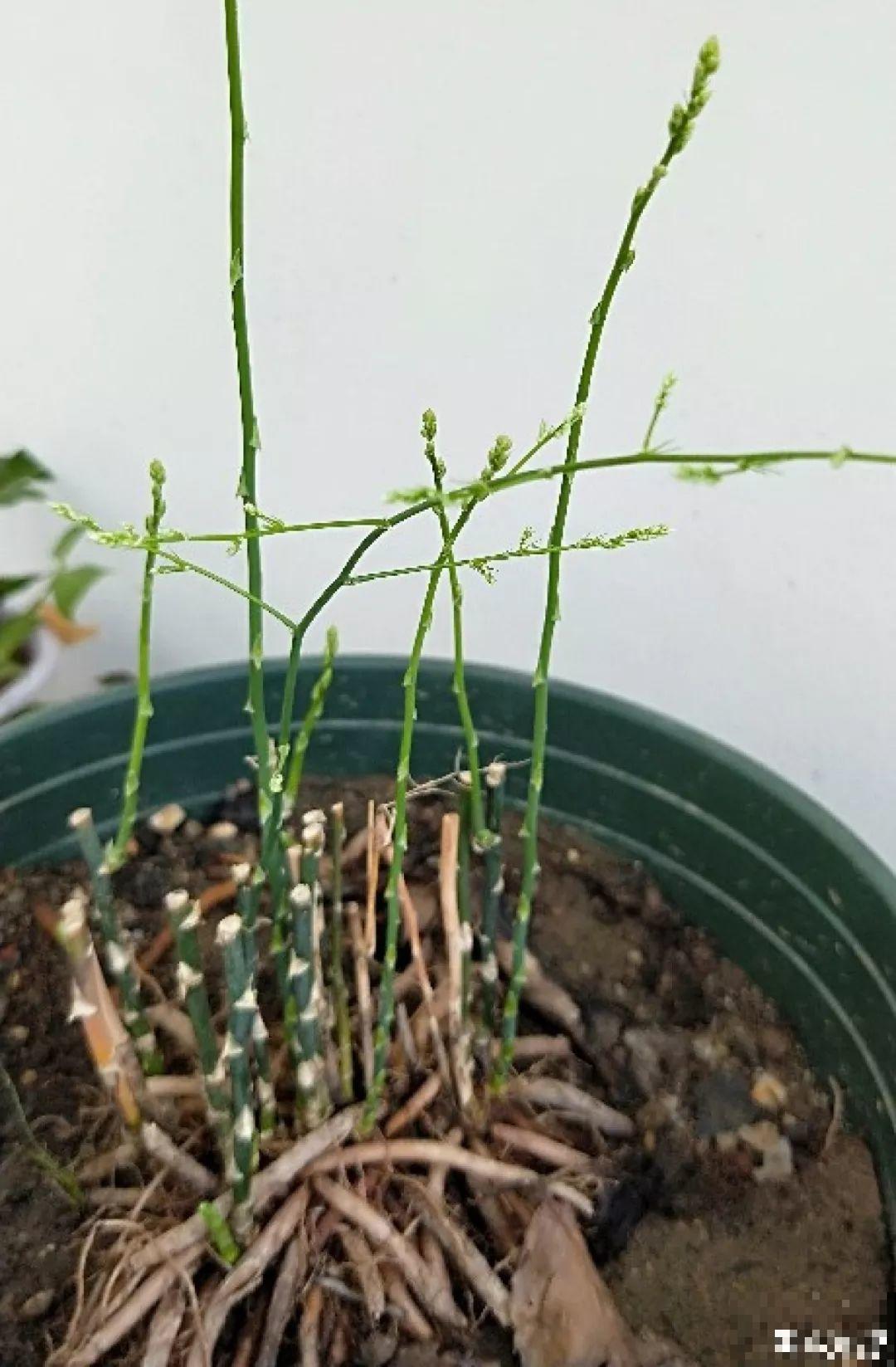 4种花现在赶紧剪，剃光头撸光叶，越狠越爆盆！