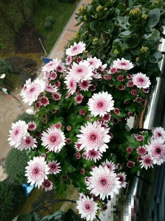 9月，这6种菊花最受欢迎，开花又密又多，摆哪里都是花园！