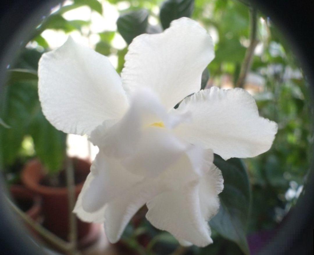这花就是活香水，养一盆摆客厅，清新又杀菌！