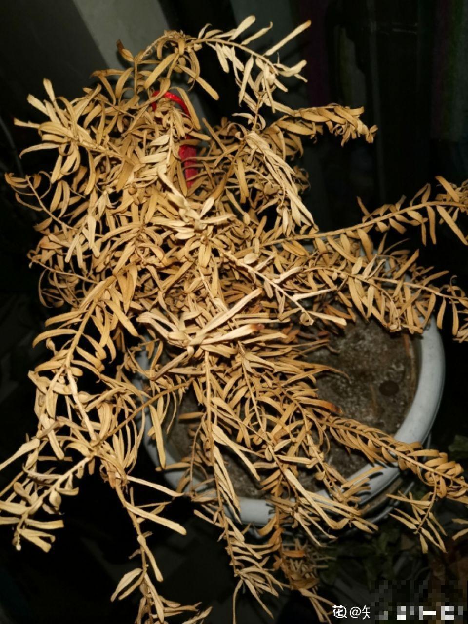 都喜欢秋天买杜鹃养，但这点不注意，两天就能给你晒蔫了！