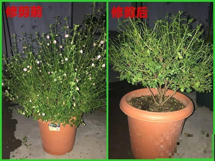 急性子养这6种花，长得快、爆花多，1盆能开大半年！