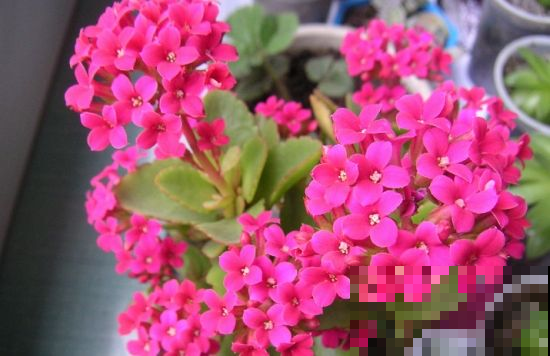 见过花期久的，没见过这么久的，猛开10个月不凋谢的花你养过吗？