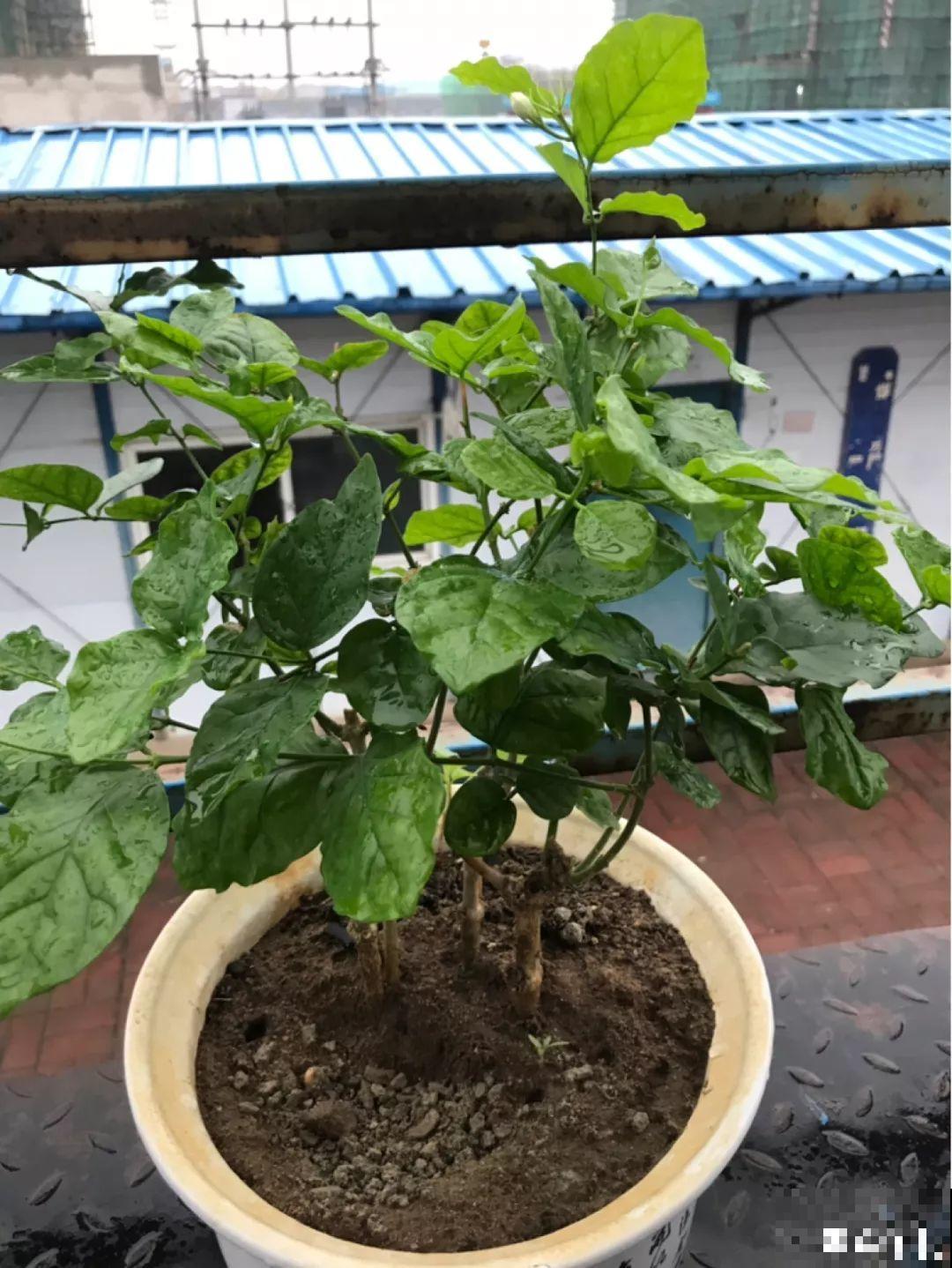 想要告别养花新手期，先要会浇水，根养壮了啥都好说！
