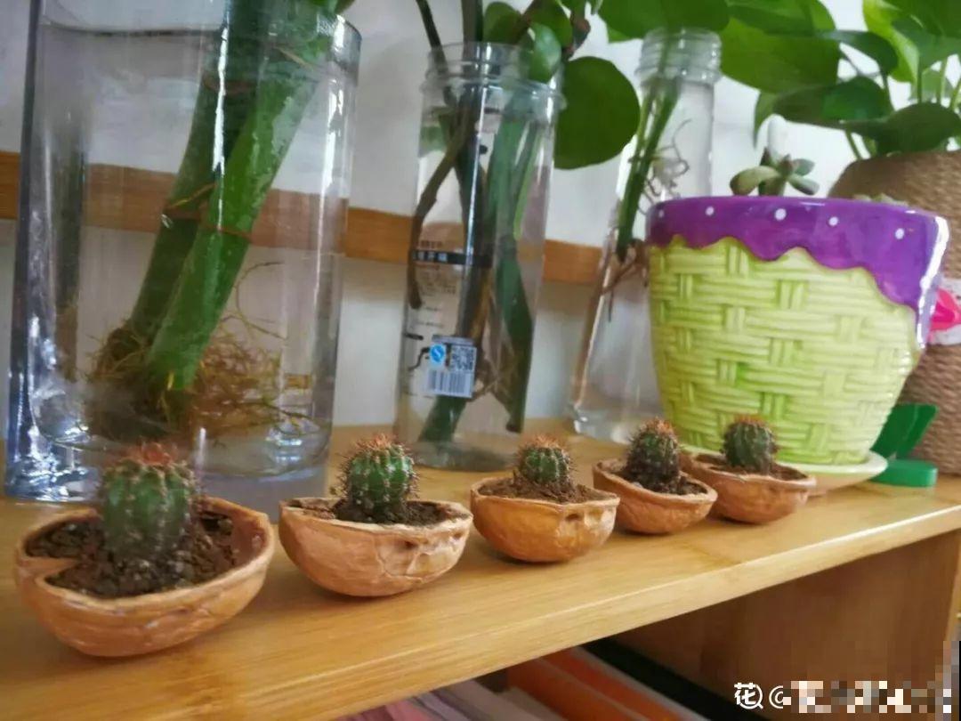 她把核桃敲个洞，放上多肉呼呼长，叶片饱满超精致！
