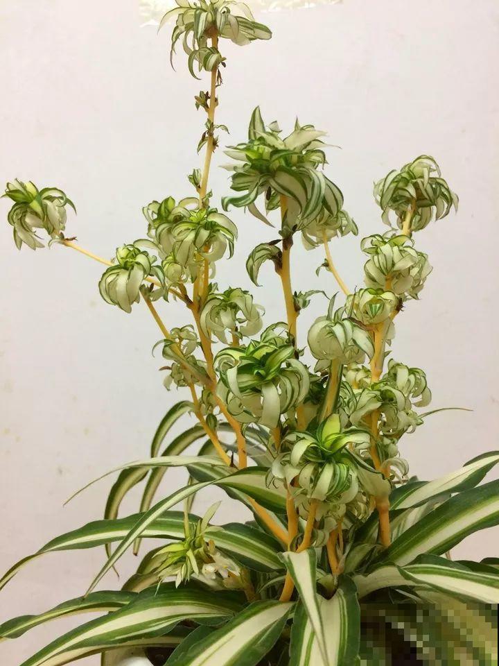 秋天也是施肥季，吊兰有它就够了，用完一次爆芽几十个！