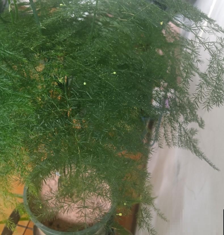 养盆竹子做盆景，节节升高，四季常绿，又文艺又雅气！