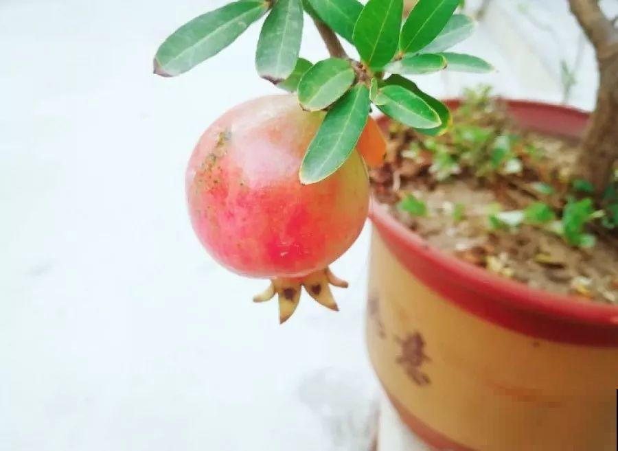 这花结满红果子，比菊花都好看，越养越上瘾！